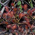 Drosera