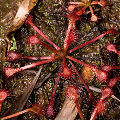 Long-leaved Drosera capillaris