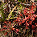 Long-leaved Drosera capillaris