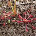 Long-leaved Drosera capillaris