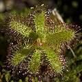 Drosera cistiflora