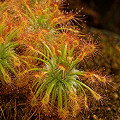 Drosera dichrosepala