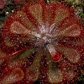 Drosera dielsiana