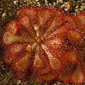 Drosera dielsiana