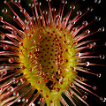 Drosera dilatato-petiolaris