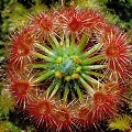 Drosera echinoblastus