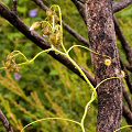 Drosera erythrogyne