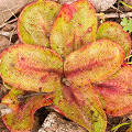 A nicely colored plant, Western Australia.