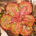 Looking like subsp. erythrorhiza, Western Australia.