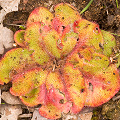 A damaged plant, Western Australia.