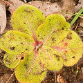 Bright green, Western Australia.