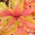 A nicely colored plant, Western Australia.