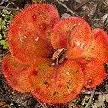 A large plant late in the season, Western Australia.