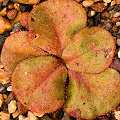 Plant in cultivation, this type is referred to by local naturalists as the bronze form.