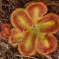 Red-banded leaves, Western Australia.