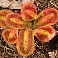 Turning red in late spring, Western Australia.