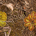 Different colored plants, Western Australia.