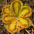 A colorful plant soon to enter dormancy, Western Australia.