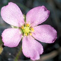 Drosera filiformis