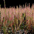 Drosera filiformis