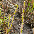 Drosera filiformis