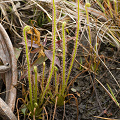 A rare plant for North Carolina.