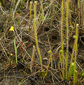 A rare plant for North Carolina.