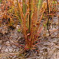 A strange population of plants from a small karst site.