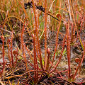 A strange population of plants from a small karst site.