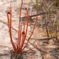 A strange population of plants from a large karst site.