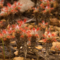 Drosera gibsonii