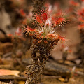 Notice the many years of growth visible, Western Australia.