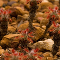 Stalked plants in laterite, Western Australia.