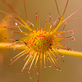 Close view of leaf, Western Australia.