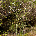 Drosera gigantea
