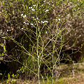 Drosera gigantea