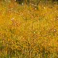 Many plants on a hill, Western Australia.