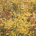 Near sunset, with Drosera menziesii in the background, Western Australia.