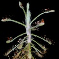 Drosera glabripes