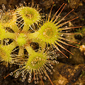 A plant in cultivation; such cultivated plants rarely get larger than this.