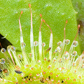 A close view of the snap tentacles, Western Australia.