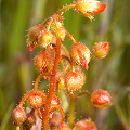 A candelabra-like inflorescence, Western Australia.