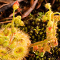 A wet inflorescence, Western Australia.