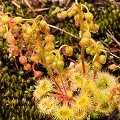 Many plants in flower, Western Australia.