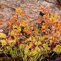 Drosera glanduligera