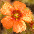 Displaying metallic highlights, Western Australia.