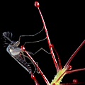 Drosera graminifolia eats a fungus gnat.