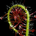 Drosera graminifolia