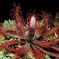 Drosera graomogolensis