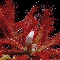 Drosera graomogolensis